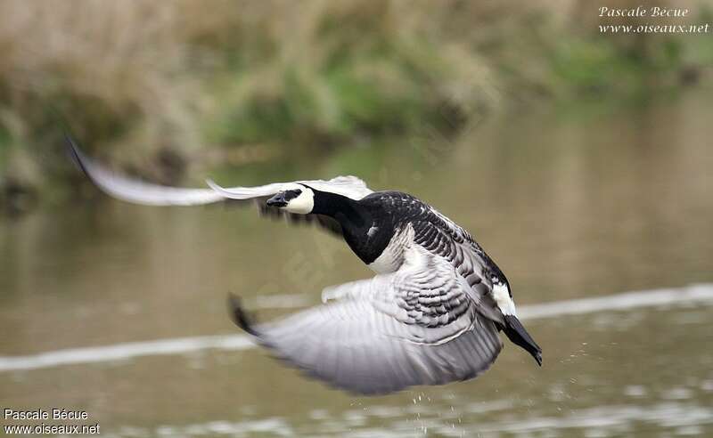 Barnacle Gooseadult, Flight