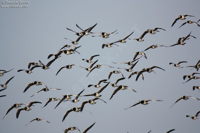 Barnacle Gooseadult, Flight