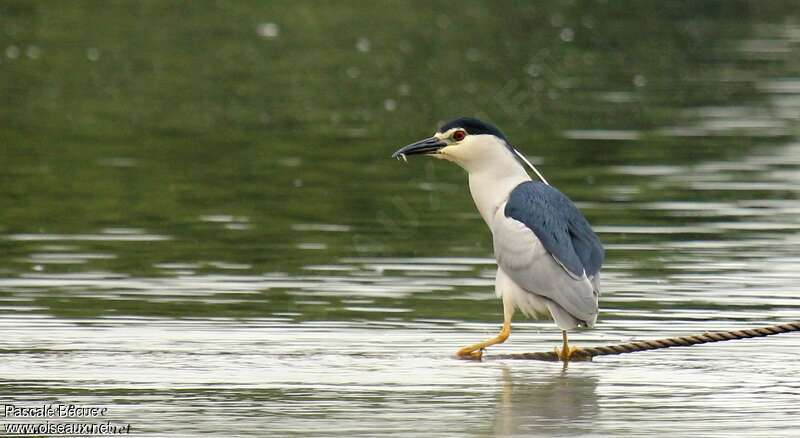 Black-crowned Night Heronadult breeding