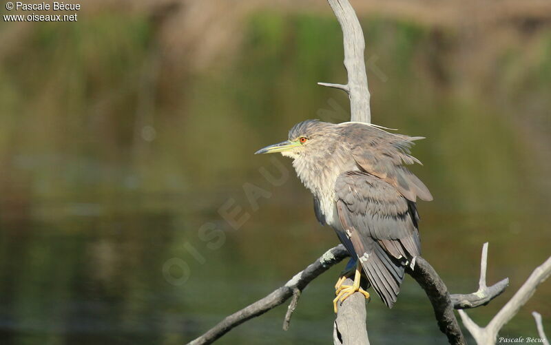 Black-crowned Night Heronimmature