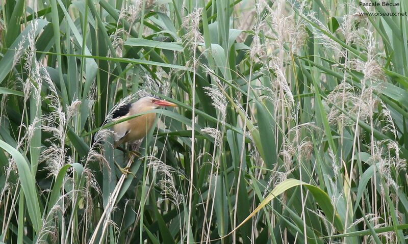 Little Bittern male