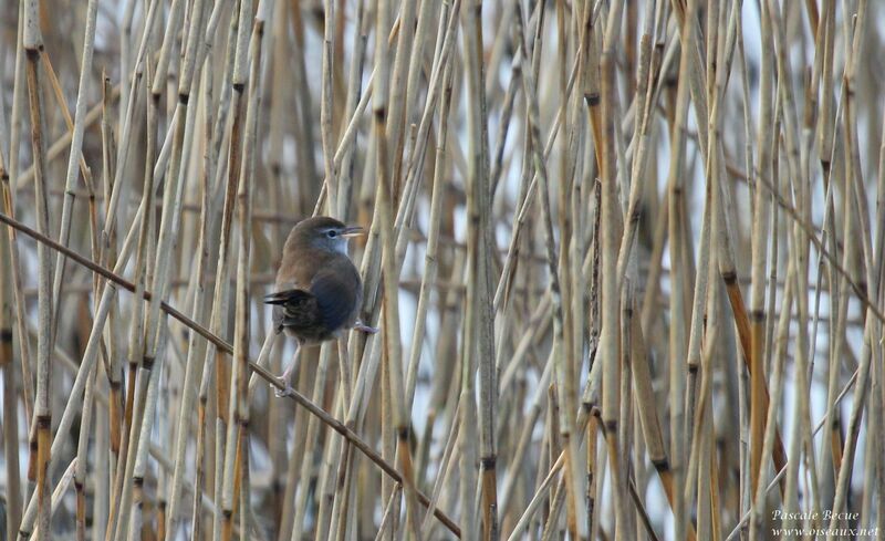 Bouscarle de Cetti