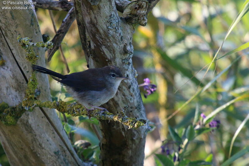 Cetti's Warblerimmature