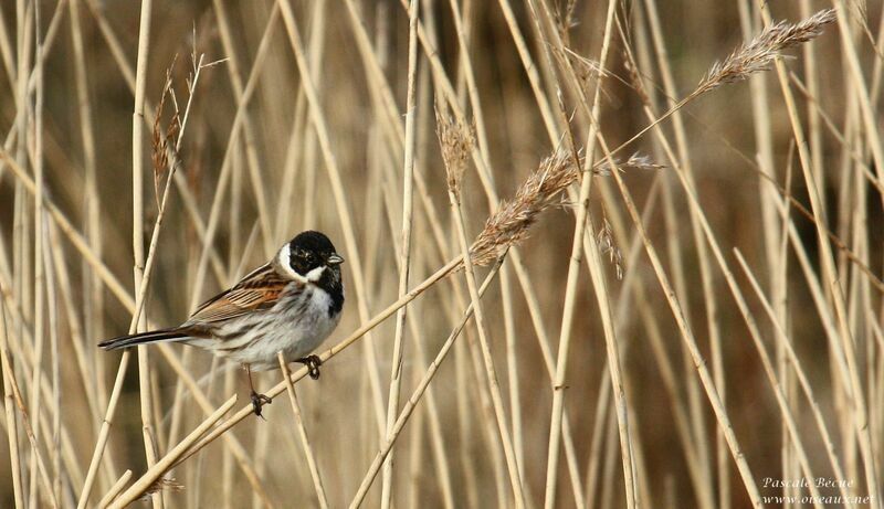 Common Reed Bunting male adult