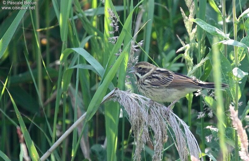 Common Reed Buntingjuvenile