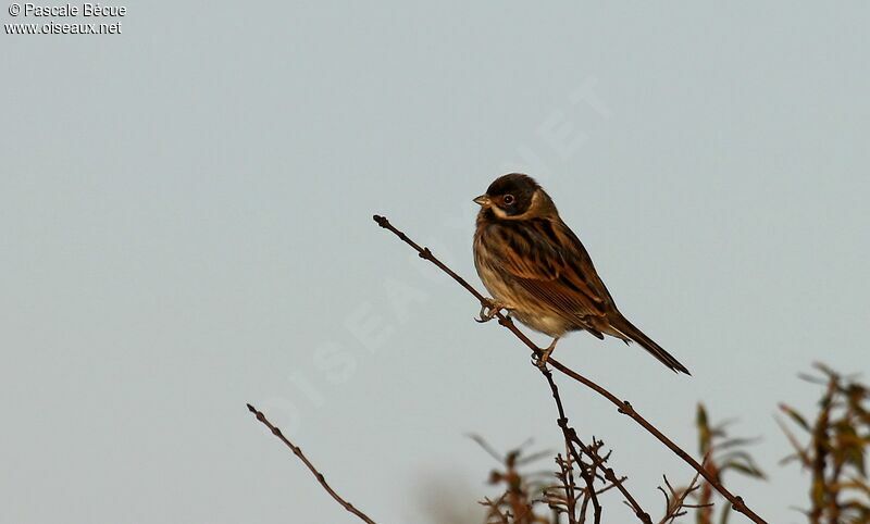 Common Reed Bunting male adult