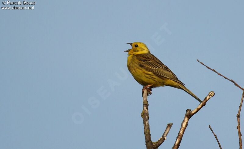 Bruant jaune mâle adulte