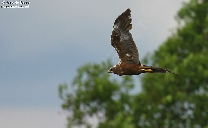 Western Marsh Harrier, Flight