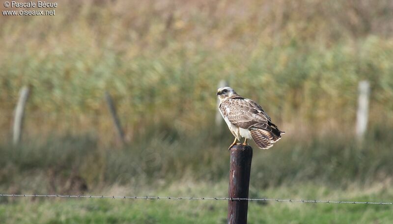 Common Buzzard