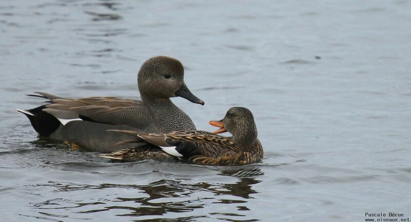 Canard chipeau adulte