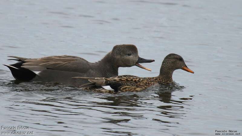 Canard chipeauadulte, parade