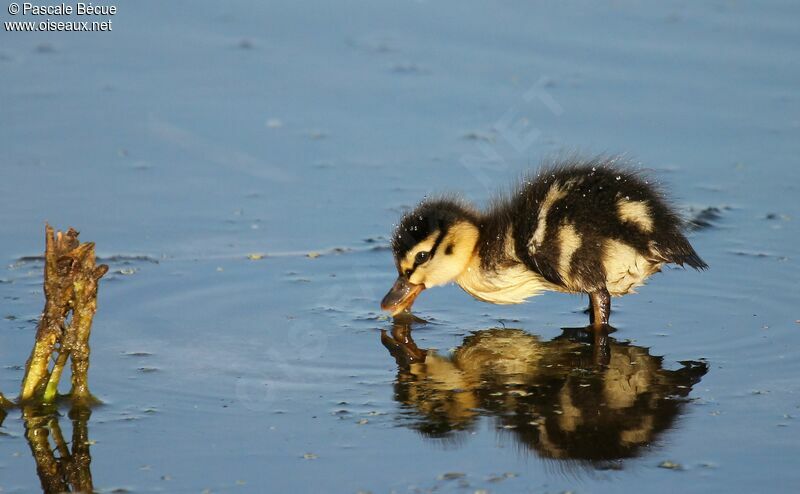 Mallardjuvenile