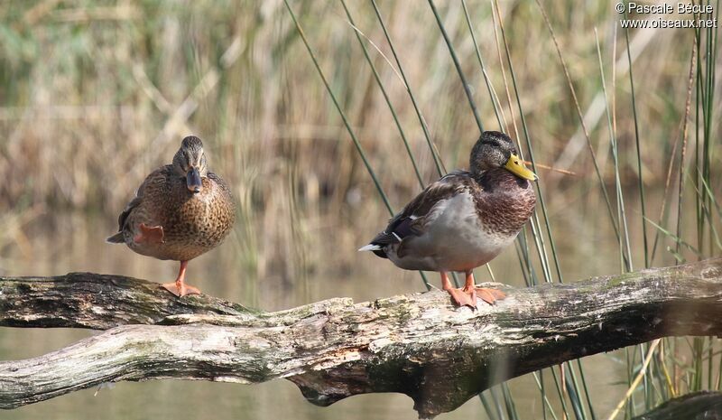 Canard colvertadulte