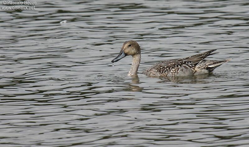 Canard piletadulte