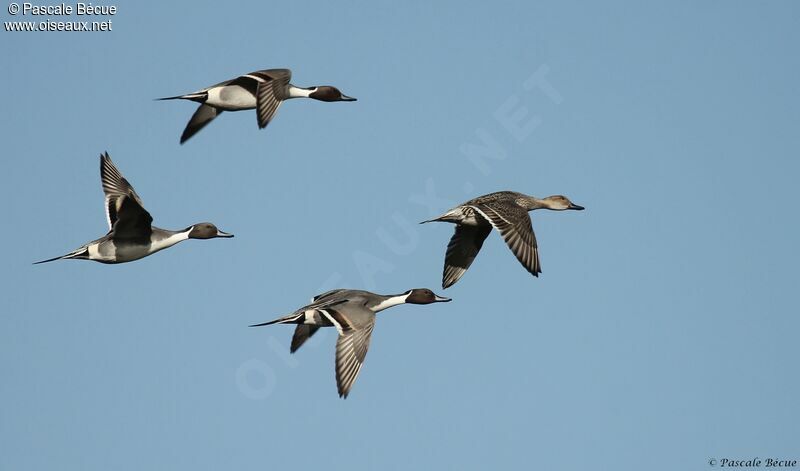 Canard piletadulte, Vol