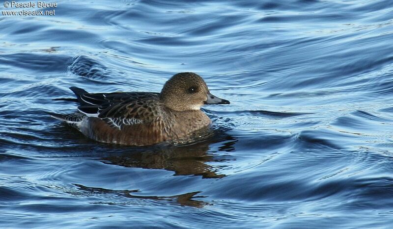 Canard siffleur femelle