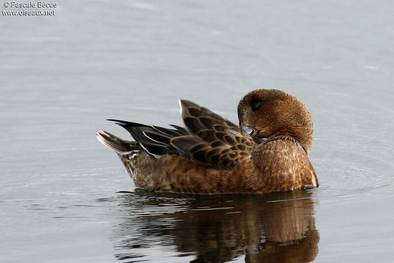 Eurasian Wigeonadult