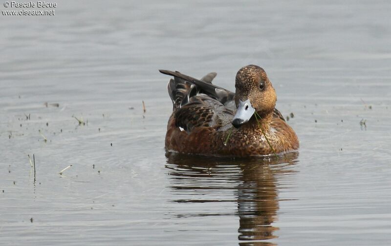 Eurasian Wigeon