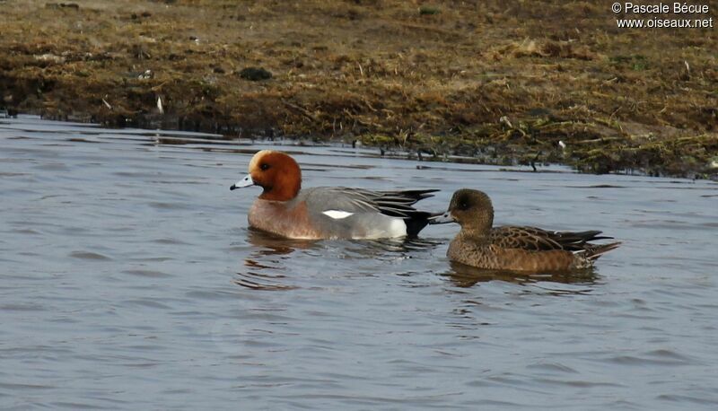 Canard siffleur adulte