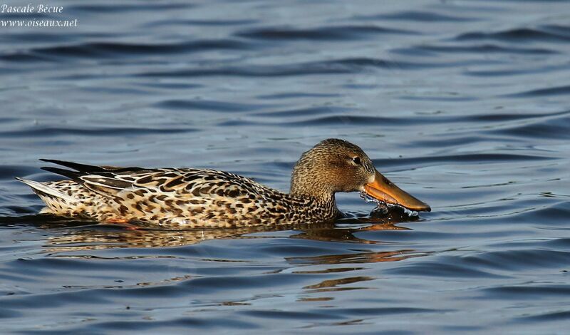 Northern Shoveler female adult