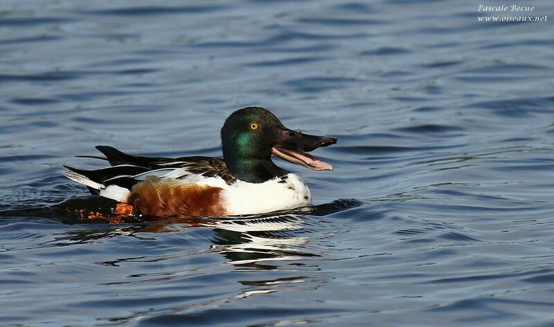 Northern Shoveler male adult