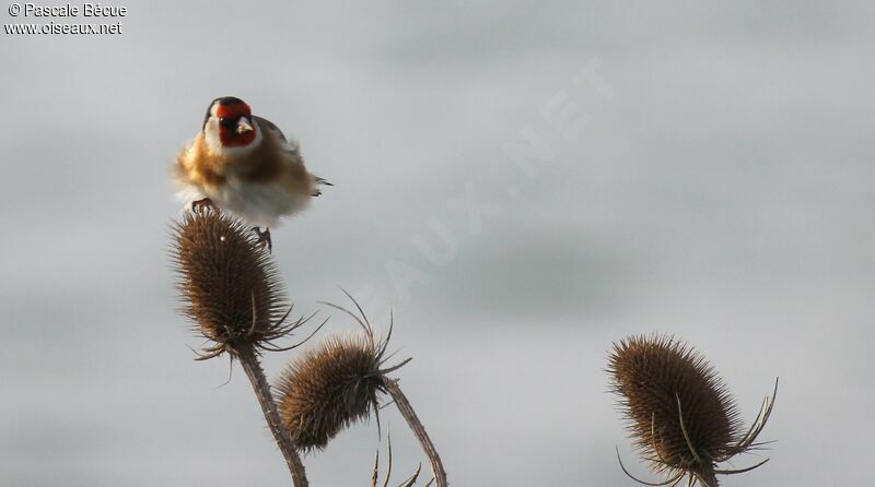 European Goldfinch male adult