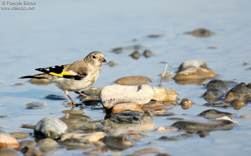 European Goldfinch