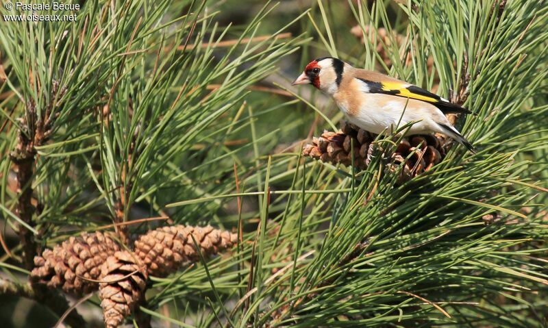 European Goldfinchadult