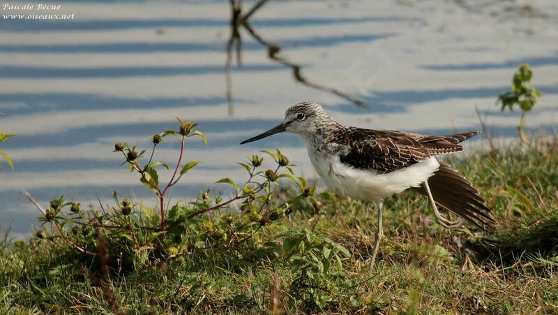 Common Greenshankadult