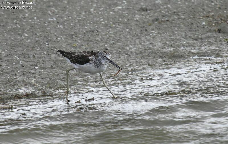 Common Greenshankadult