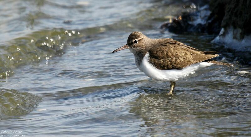 Common Sandpiperadult