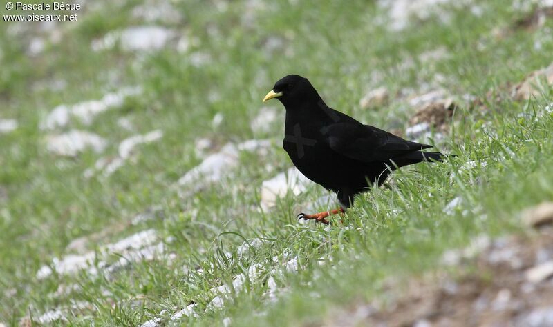 Alpine Chough