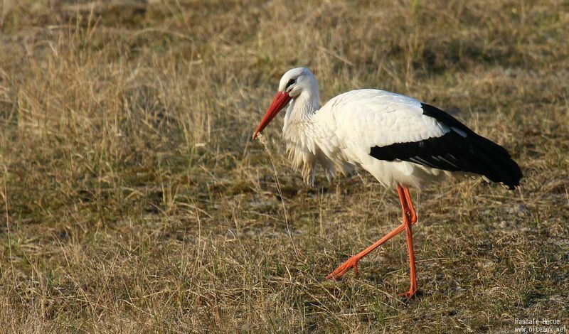 Cigogne blancheadulte