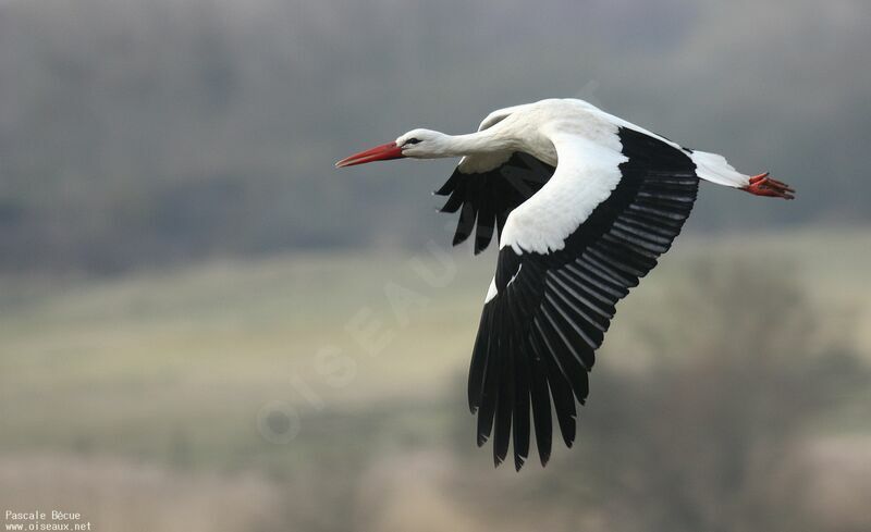 Cigogne blancheadulte