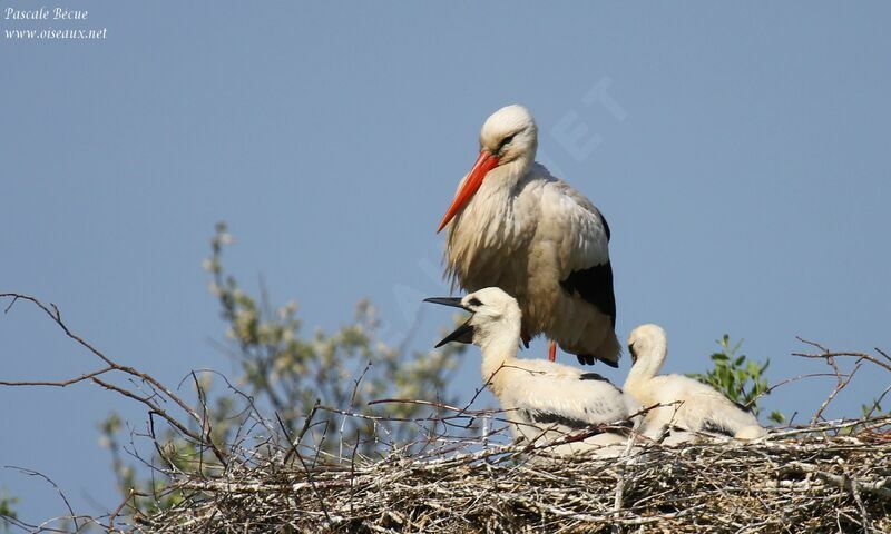 White Stork, Reproduction-nesting