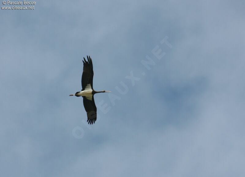 Cigogne noireimmature