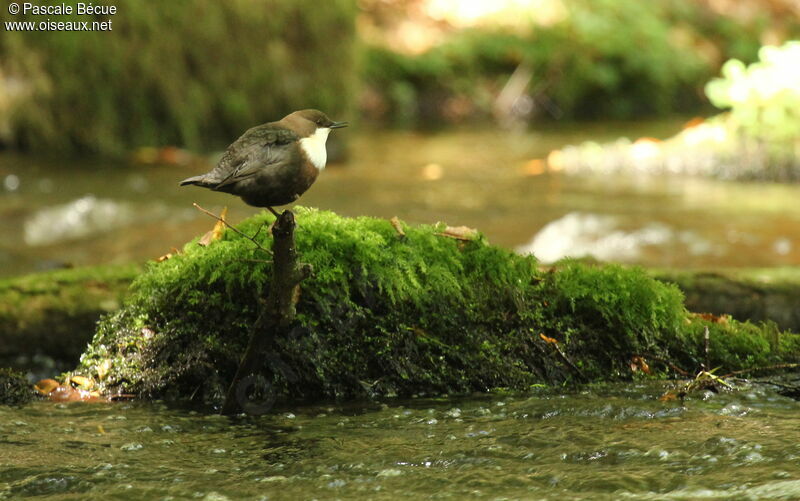 White-throated Dipper