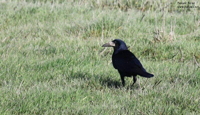 Corbeau freuxadulte