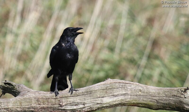 Carrion Crowadult