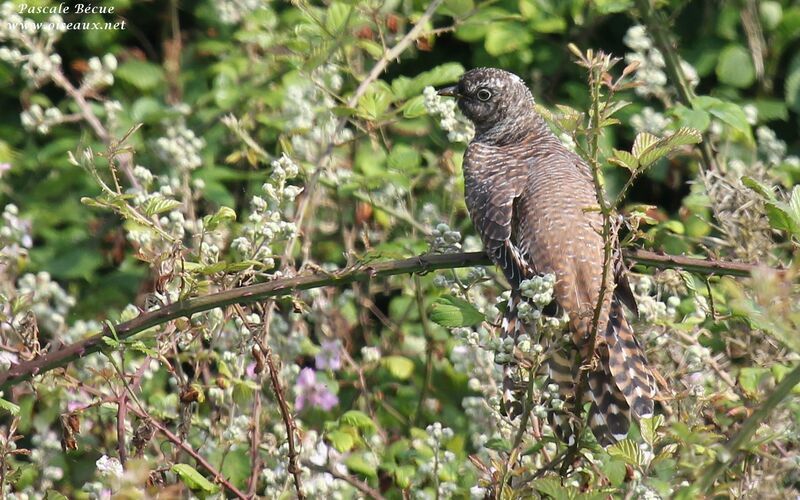 Common Cuckoojuvenile