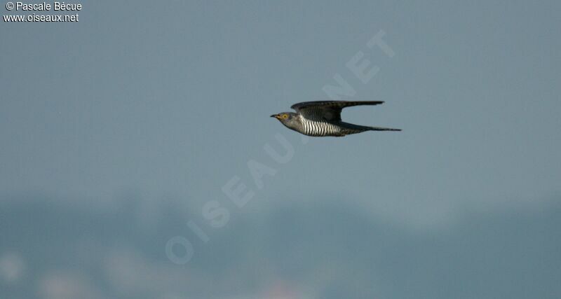 Common Cuckooadult, Flight