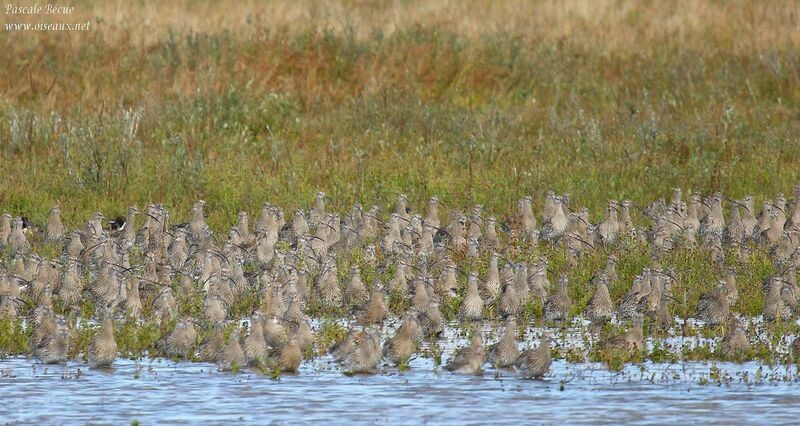 Eurasian Curlew