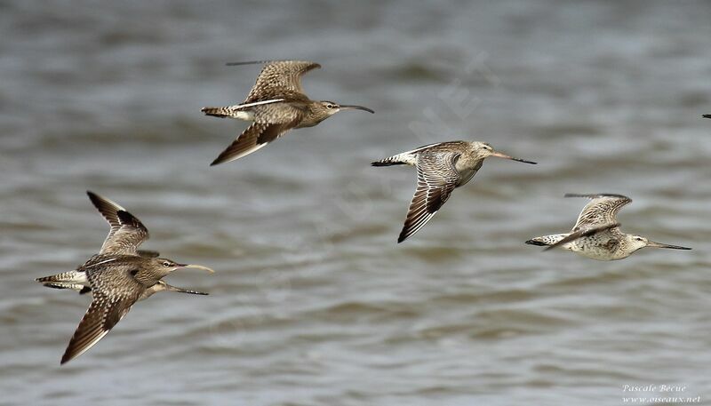 Eurasian Whimbreladult, Flight