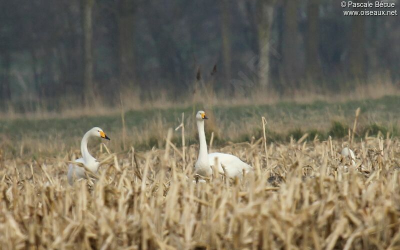 Whooper Swanadult