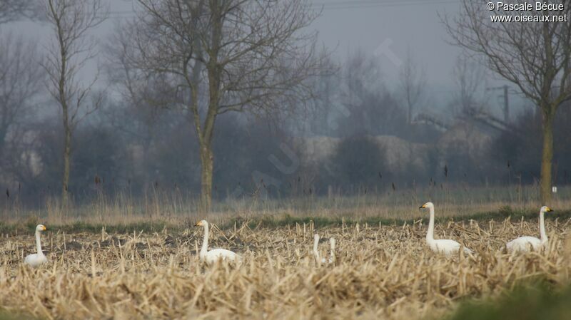 Cygne chanteuradulte