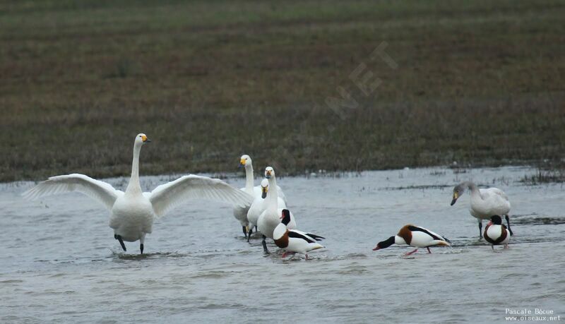 Cygne de Bewick