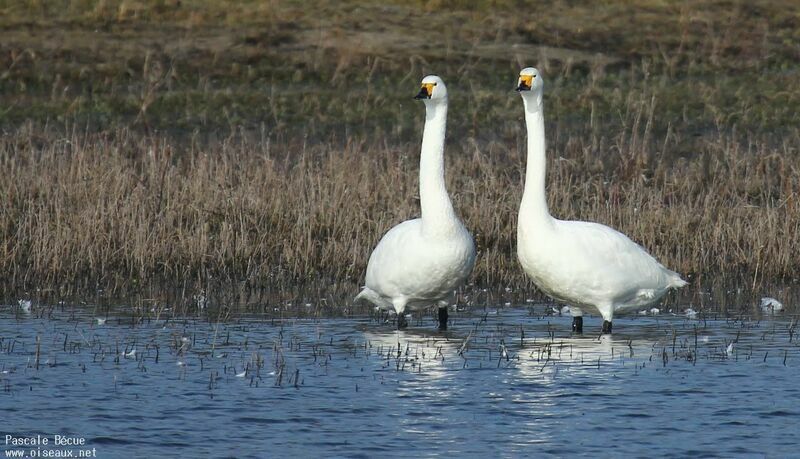 Cygne de Bewickadulte