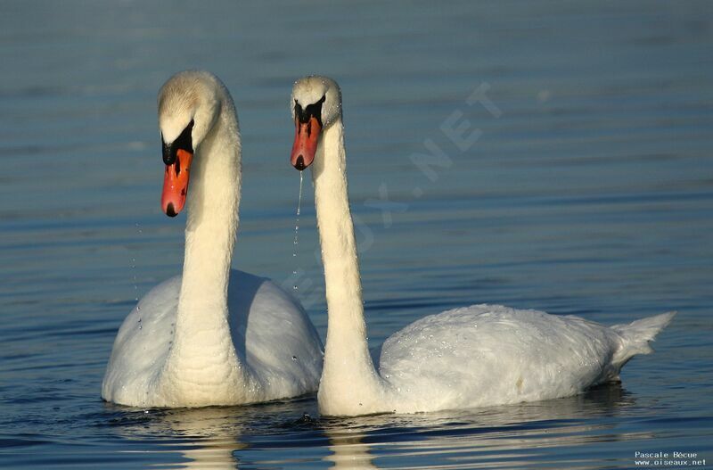 Mute Swan adult