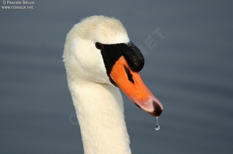 Cygne tuberculé mâle adulte