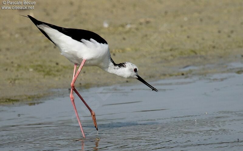 Black-winged Stiltadult